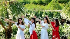 Hà Nội- Mùa cúc họa mi về 