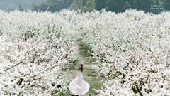 Mộc Châu đang vào mùa hoa mận đẹp nhất