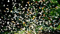 Khám phá mùa bướm rực rỡ tại Vườn quốc gia Cúc Phương