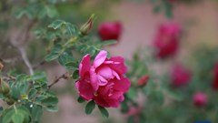 Hoa hồng Trung Quốc: Từ miền đất cằn cỗi đến thị trường toàn cầu