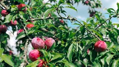 Đến Mộc Châu trải nghiệm hái mận tại vườn