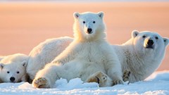 Hành trình đến những nơi xa xôi để bảo vệ Trái đất