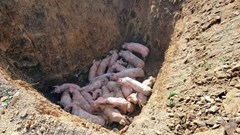Vẫn còn hiện tượng vứt xác lợn chết vì dịch tả châu Phi bừa bãi