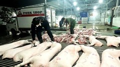 Cảnh báo đỏ dịch tả lợn châu Phi: Hà Nội tiêu hủy hơn 10.000 con