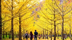 Hàn Quốc tung loạt ưu đãi mùa thu, kéo du khách về các vùng thưa dân 