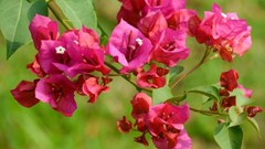 9 lý do tại sao gia đình nào cũng nên trồng cây hoa giấy