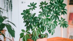 5 loại lá cây cảnh phổ biến có tác dụng kỳ diệu cho sức khỏe