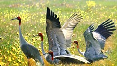 Đồng Tháp xử lý nghiêm hoạt động quảng cáo và tiêu thụ trái phép động vật hoang dã 