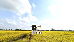 Du khách quốc tế trải nghiệm văn hóa lúa nước tại Festival Lúa gạo 2026