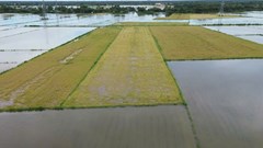 Cà Mau khắc phục 6.860ha lúa hè thu bị ngập do mưa lớn kéo dài