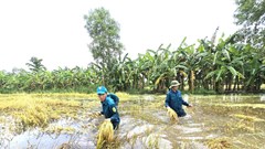 Cà Mau: Mưa lớn làm ngập 21.138ha lúa, các ngành chức năng khẩn trương khắc phục 