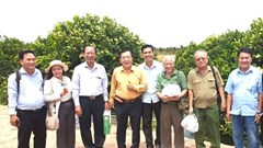 Thích thú với vườn mận hồng Sân Tiên thu về hàng chục tỉ đồng mỗi năm ở xứ Cù Lao Dung