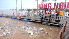Đồng Tháp “biến” khu bảo tồn cá tự nhiên với số lượng lớn, thành điểm du lịch 