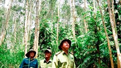 Cà Mau xây dựng 3 kịch bản ứng phó hạn hán, xâm nhập mặn