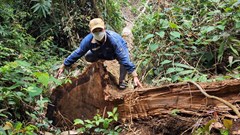 Gia Lai: Quản lý yếu kém, gần 10.000 ha rừng bị phá hoại