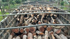 Gia Lai: Tạm giữ xe chở gỗ rừng trái phép 