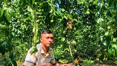 Vườn chanh dây đang thu hoạch bị kẻ gian phá hoại 