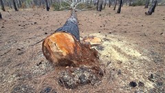 Rừng thông Đắk Đoa “chảy máu” giữa dự án sân golf FLC bỏ hoang