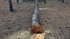 Vào cuộc xác minh vụ “rừng thông chảy máu” giữa dự án sân golf FLC bỏ hoang 