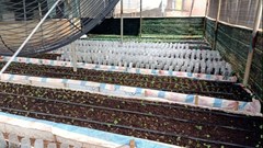 Kon Tum: Bất thường trong việc cấp mã số vùng trồng sâm Ngọc Linh 