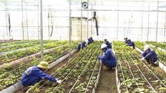 UBND tỉnh Kon Tum chỉ đạo nóng kiểm tra vụ cấp mã vùng sâm Ngọc Linh 