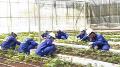 Vụ cấp mã số vùng trồng sâm Ngọc Linh: Báo cáo sơ sài, tỉnh Kon Tum tiếp tục chỉ đạo làm rõ