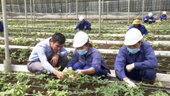 Thành lập đoàn kiểm tra, hậu kiểm liên quan vụ cấp mã số vùng trồng sâm Ngọc Linh bất thường