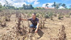 Ngang nhiên xịt thuốc cỏ, đưa máy múc phá hoại hàng nghìn cây bời lời của người dân