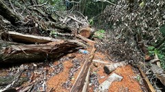 Rừng phòng hộ ở xã phía Tây “chảy máu”, chủ rừng báo cáo gian dối?