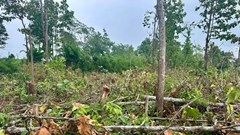 Rừng Công ty TNHH Lâm nghiệp Buôn Ja Vầm liên tục “chảy máu“