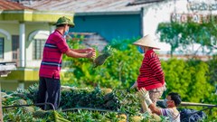 Đồng bằng sông Cửu Long: Hành trình khám phá đa sắc màu