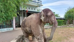 Ngà trên Voi Hậu - Biểu tượng quyền lực và tư duy nghệ thuật Chăm Pa