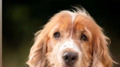 6 giống chó thân thiện yêu người nhất