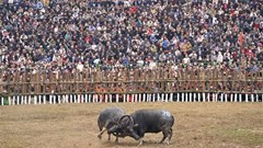 Không có chuyện trâu bị chích điện