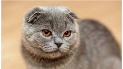 5 loài mèo dễ thương bạn nên sở hữu trong ngôi nhà của mình