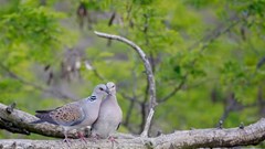 500 loài chim đứng trước nguy cơ biến mất trong 100 năm tới