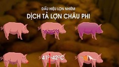 8 cách phòng chống dịch tả lợn châu Phi hiệu quả