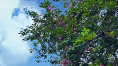 Đơn vị hành chính sẽ được xếp hạng thế nào theo dự thảo Nghị định mới?