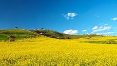 Mặt tích cực bất ngờ của cháy rừng ở Canada