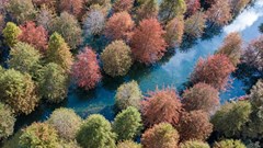 Việc tái trồng rừng ở Trung Quốc mở rộng môi trường sống cho 73,6% các loài chim