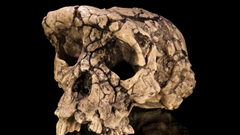 Loài vượn 7 triệu năm tuổi có thể là tổ tiên sớm nhất của loài người