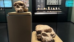 Trung Quốc: Hóa thạch 1,77 triệu năm tuổi hé lộ lịch sử loài người sơ khai tại Đông Á