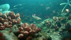 Phát hiện hóa thạch cá cổ đại giúp làm sáng tỏ quá trình tiến hóa từ cá đến người