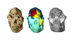 Công nghệ số giúp phục dựng khuôn mặt tổ tiên loài người 3,67 triệu năm tuổi