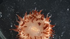 Khám phá biển sâu: Phát hiện hơn 110 loài mới tại Biển San hô