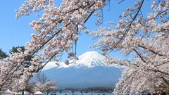 Mùa hoa anh đào dần khép lại, du lịch Nhật Bản và Hàn Quốc hút khách mùa hè