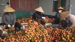Hải Phòng: Vải u trứng bước vào vụ thu hoạch nhưng không được giá