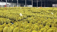 Ngành rau quả lần đầu vượt 1 tỉ USD/tháng, cảnh báo từ việc thu hồi mã số vùng trồng