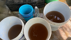 Hàng trăm hộ dân “gánh” thêm chi phí vì nước nhiễm phèn
