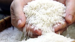 Gạo hữu cơ, gạo đặc sản được “mở cửa” xuất khẩu thế nào từ tháng 10?
